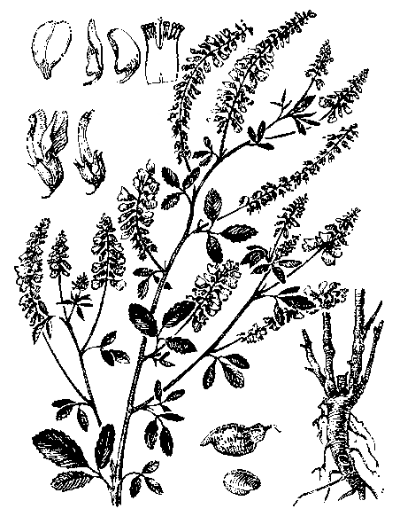    MELILOTUS OFFICINALIS (L.) PALL