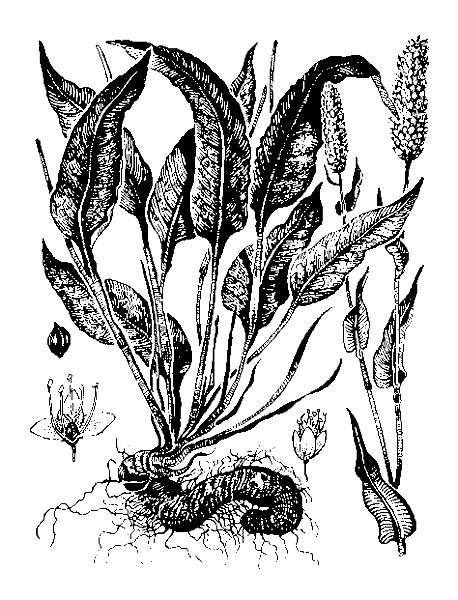   (,  , ,  ) - POLYGONUM BISTORTA L. 