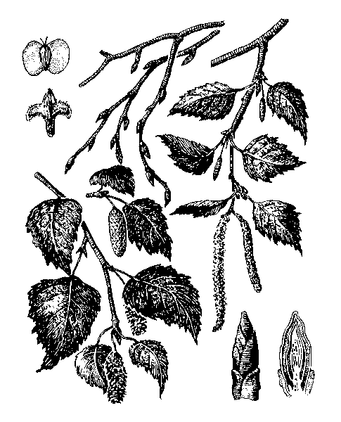   ( )  BETULA PENDULA ROTH (. VERRUCOSA EHRH.)