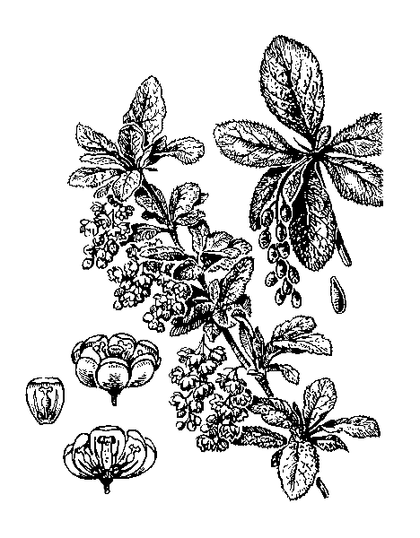   - BERBERIS VULGARIS L. 