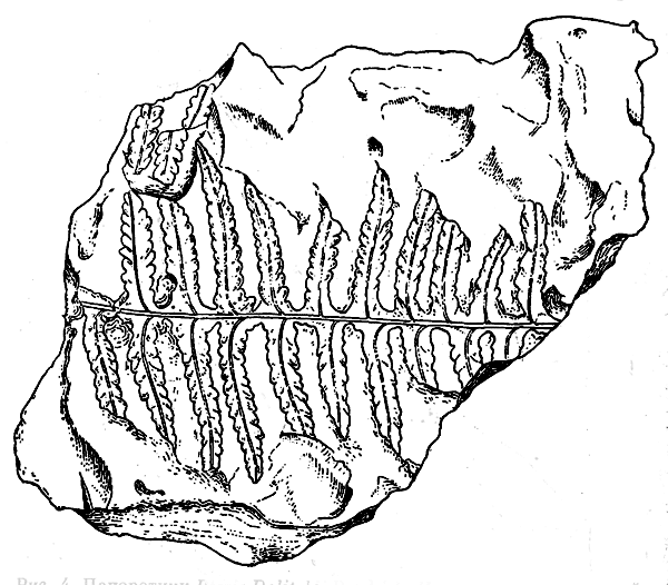 . 4.  Pteris Dolitzkii Palib.     (. ).       