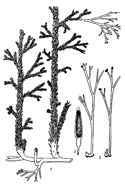 . 5.     : 1   Asteroxylon Maekiei . et L.; 2   Hornea. Lignieri K. et L.      ; 3      Rhynia major . et L.    