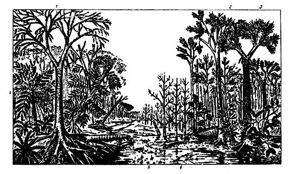 Рис. 6. Лес каменноугольного периода: 1 - липидодендрон; 2 - кордаиты; 3 - сигиллярия, на коре ее - рубцы от опавших листьев; 4 - древовидный папоротник каулоптерис; 5 - клинолисты Sphaenophyllum с торчащими кверху спороносными колосками; 6 - группа ветвистых каламитов. Вьющийся папоротник справа - мариоптерис