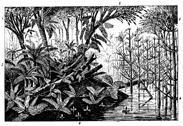 Рис. 8. Лесное болото каменноугольной эпохи: 1 - верхний лесной ярус из сигиллярий; 2 - подлесок из различных папоротников; 3 - клинолисты в воде; 4 - хвощи-каламиты; 5 - корни кардаитов; 6 - лепидодендрон с вьющимся папоротником