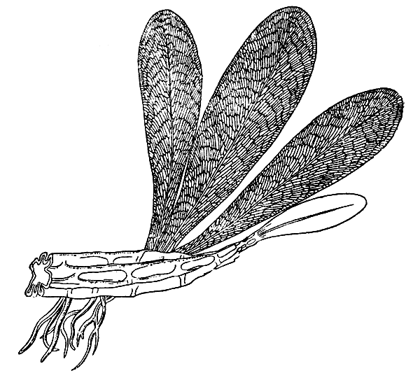 Рис. 9. Язычный, или языковедный папоротник глоссоптерис с его характерным жилкованием и с корневищем, описанным ранее как особый организм Vertebraria