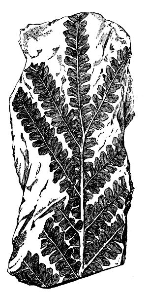 . 10.    Callipteris Zeilleri (Zalessks)       ( . . )