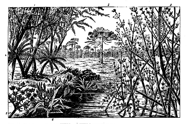 . 11.      .      : 1 -  ; 2 -   ; 3 - -; 4 - ; 5 -     Wielandiella ,   ;  6 -  Taeniopteris 