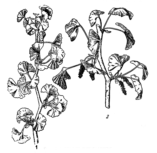 . 12.   : 1 -  ; 2 -   