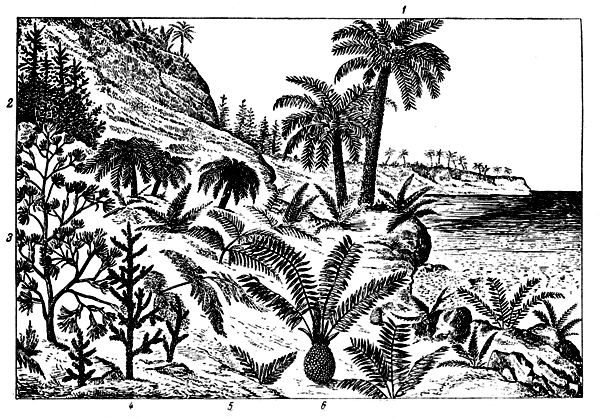 . 13.       : 1 -    Cycae; 2 -  ; 3 - ; 4 - ; 5  6 -    