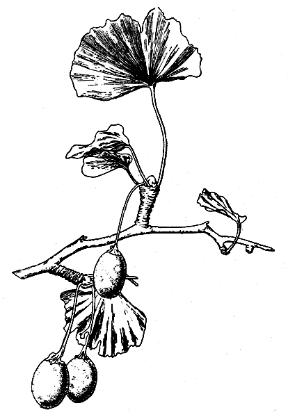 . 14.    (Ginkgo biloba)  