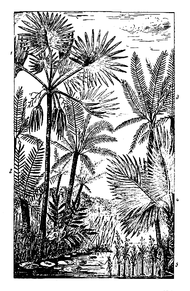 . 15.      : 1    Flabellaria; 2  ; 3    Phoenicits; 4    Sabal major; 5         Rhizocaulon,   ;   ,  ,   Typho