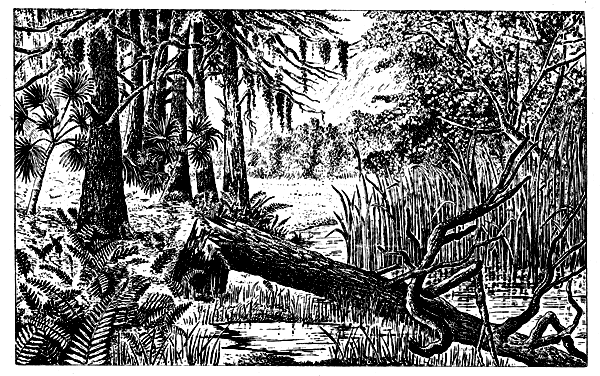 . 16.   .  -    Taxodium  ,   -      :  -   ;  -     