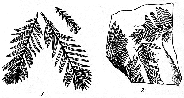 . 18.     Taxodium distichum Rich.  .  (1)         (2) 