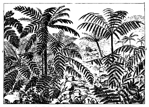 Рис. 24. Современный папоротниковый лес в Бразилии. 1 - циатея; 2 - гемителия