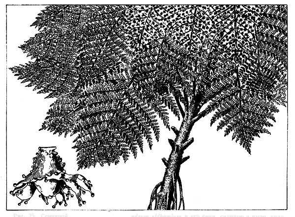 . 25.   Lyginodendrum oldhamium   ,   ,       ( )