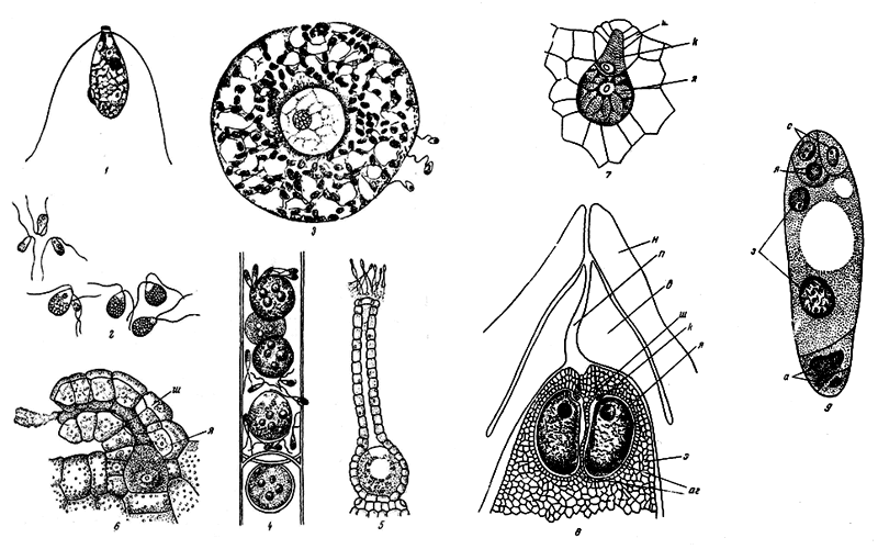  . 26.          . 1      (Ulva latuca); 2  : -    Codium; 3       ;    (); 4    (); 5       ,                    ; 6   ,       ;      .     ,     ; 7       ; 8   ,       ,  ; 9    ,   ;     ;     ;     ;    ,   ;    ;    ;    ;    ( );     ,      ;     ;    