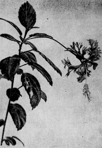 c. 10.  