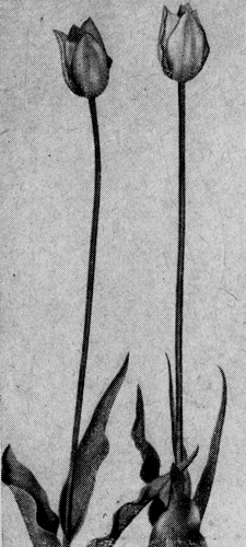  . 9.   (. Majoletti Peer et Song)