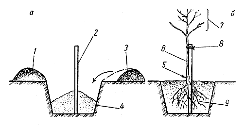 . 25. ,     (),   (): 1    ; 2  ; 3 -   ; 4  ; 5   ; 6  ; 7  ; 5 - ; 9    