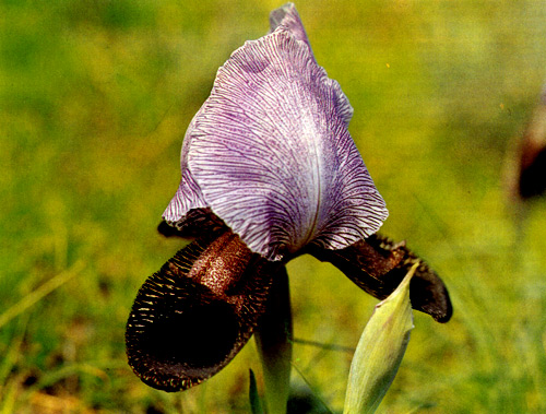12. A natural hybrid, I. iberica&times;I. camillae