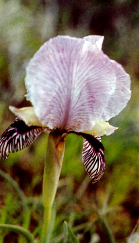 14. A natural hybrid, I. paradoxa&times;I. camillae
