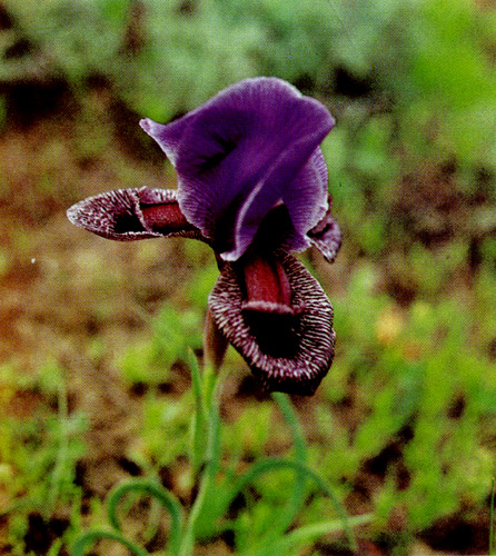 15.  A natural hybrid, I. iberica&times;I. paradoxa