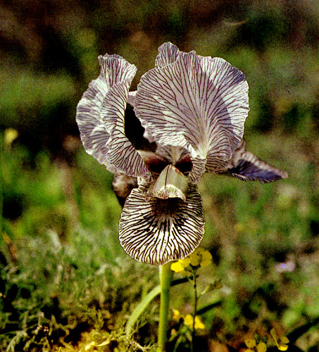 17.  A natural hybrid, I. iberica&times;I.camillae