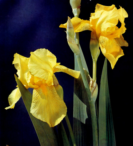 63. '������ �������'