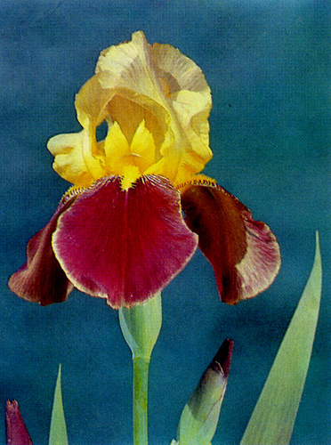64. '������'