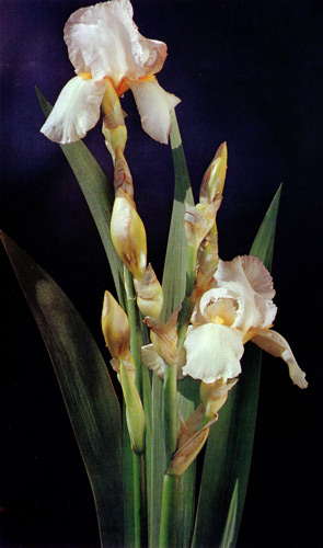 69. '� Yubileju Iljicha' 