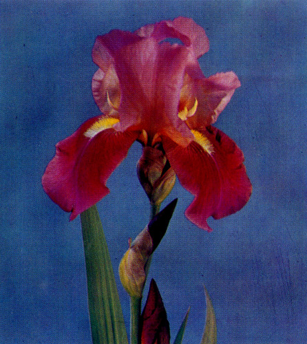 72. 'Festivalnyi' 