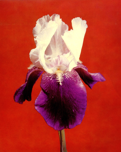 99. 'Elizabeth Noble' 