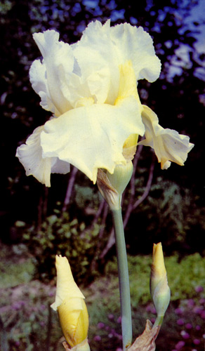 102.  'Southern Comfort'