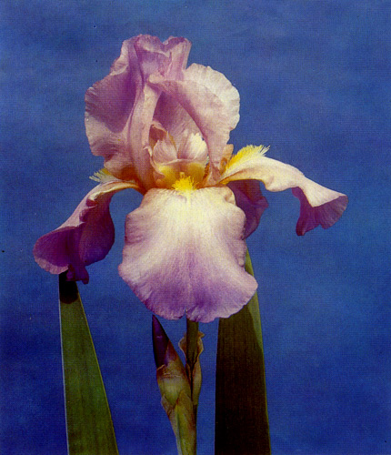 115. 'Crispette' 