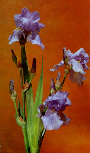 123. 'Blue Sapphire'