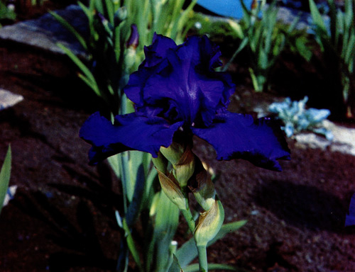 124.  'Royal Touch'