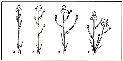 132.  Types of flower stalks: a - sessiflorous, � � short-branched,  � � candilabrumlike, � - tall-branched 