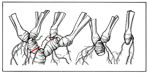 135.  Propagation of the bearded iris: (left) the rhizome removed from soil (right) segment of the rhizome ready for planting 