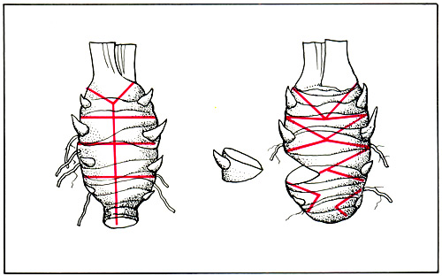 136.  Division of an annual offset of the rhizome into budded cuttings