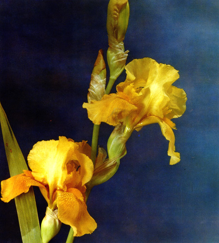144.  'Smugloje Serdechko' 
