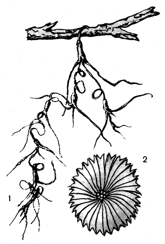 . 2.  Tillandsia usneoides: 1    ; 2   ()