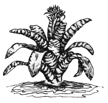 . 7.  Aechmea fasciata    