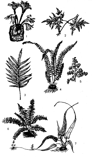. 19. : 1  Platycerium alcicorne ( ); 2  Lygodium japonicutn (); 3  Polypodium angustifolium (); 4  Asplenium trichomanes ( ); 5  Adiantum tenerum ( ); 6  Nephrolepis exaltata ( ); 7  lamptosous rhizophyllus 