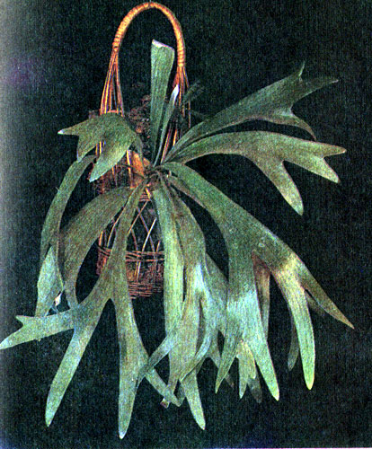 ' ' (Platycerium sp.) -    