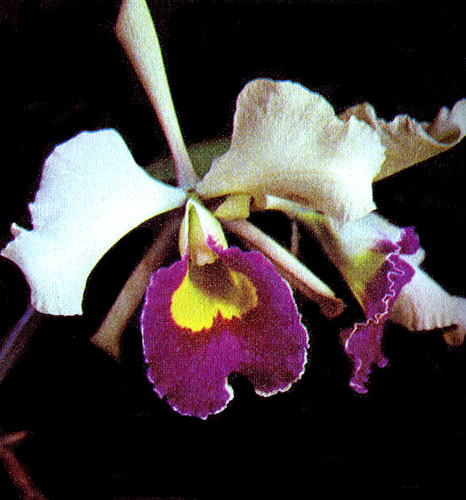  Cattleya hibr.