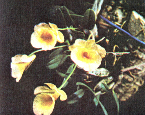 Dendrobium jenkinsii