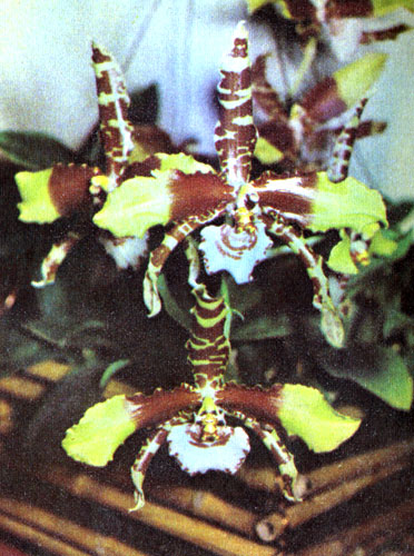  Odontogtossum drande