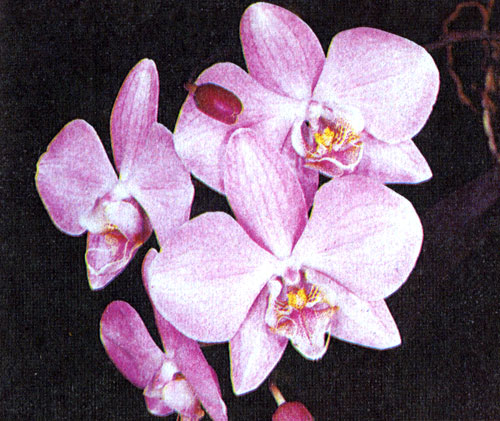  Phalaenorsis hibr.