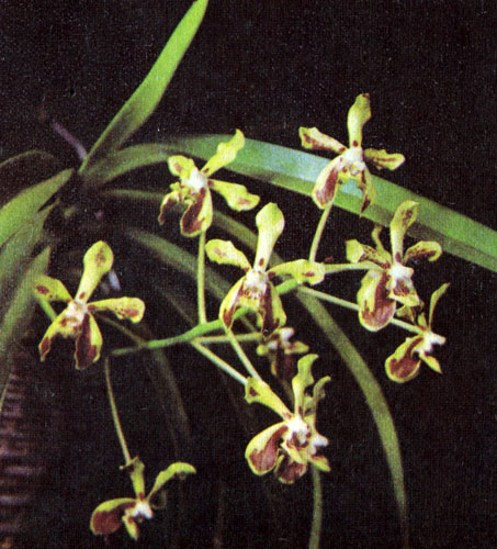  Vanda lamellata