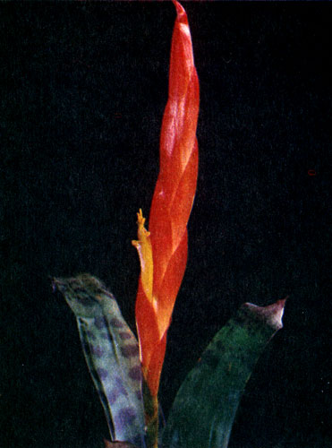  Coelogvne viridiflava 